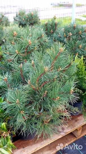 Сосна горная