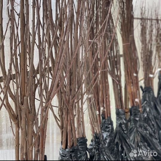 Саженцы плодовых деревьев