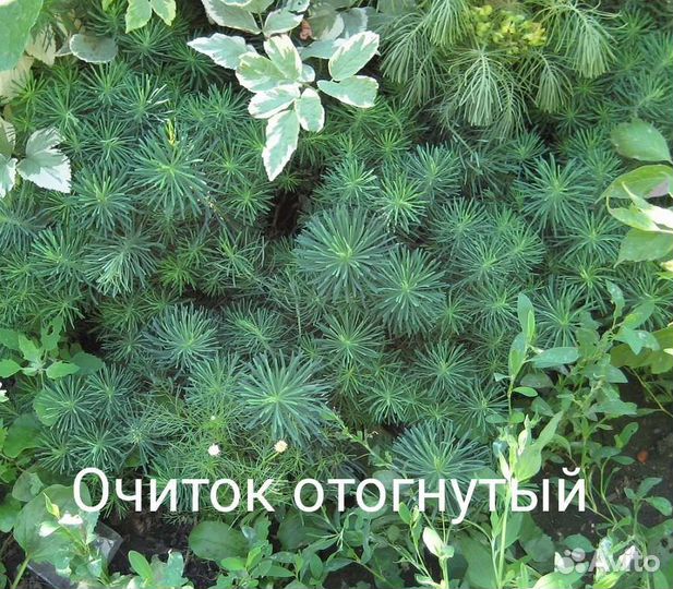 Растения неприхотливые.Возможен обмен