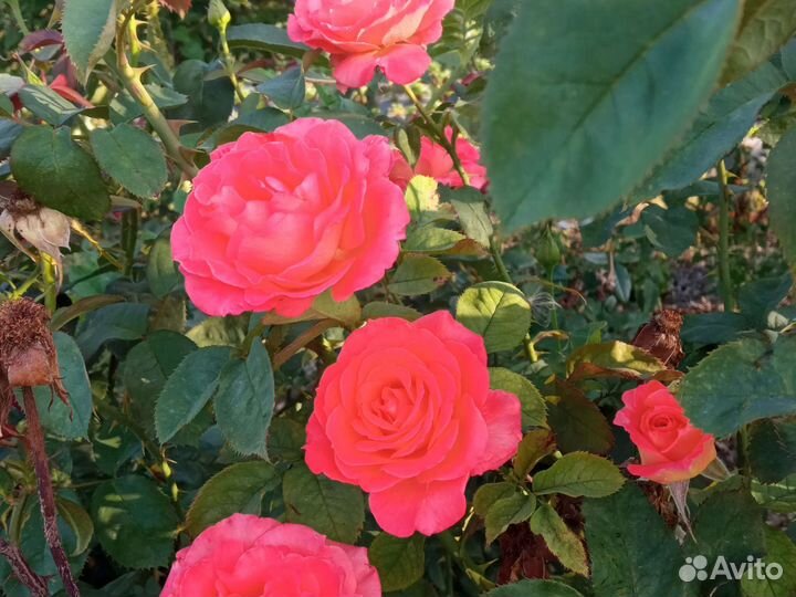 Саженцы роз