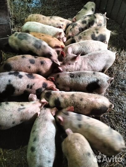 Поросята молочные