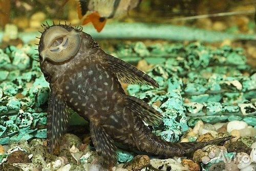 Аквариумные креветки