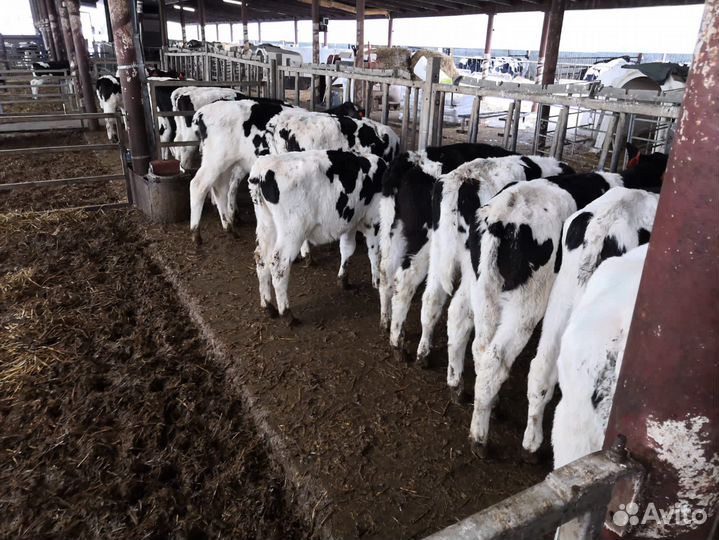 Телята мясной породы бычки