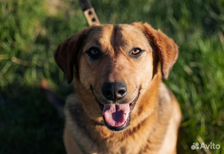 Собака из приюта в добрые руки бесплатно