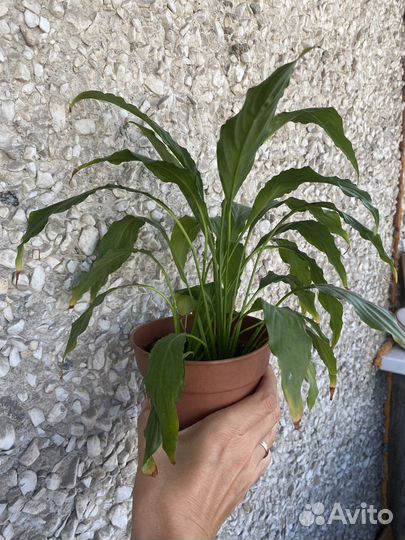 Спатифиллум