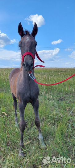 Жеребчик орловский