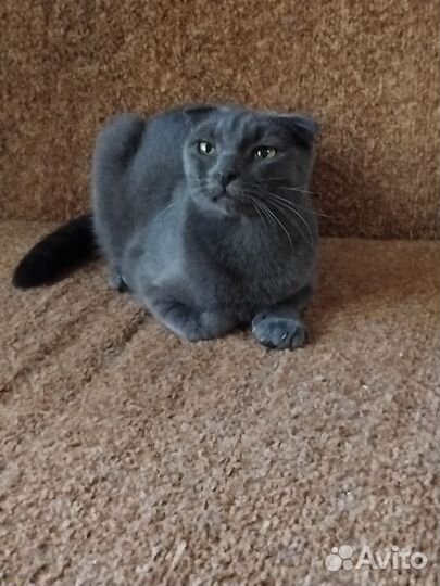 Шотландская