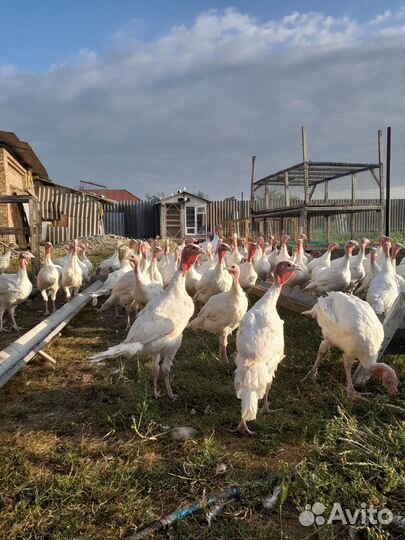 Домашняя птица индюк