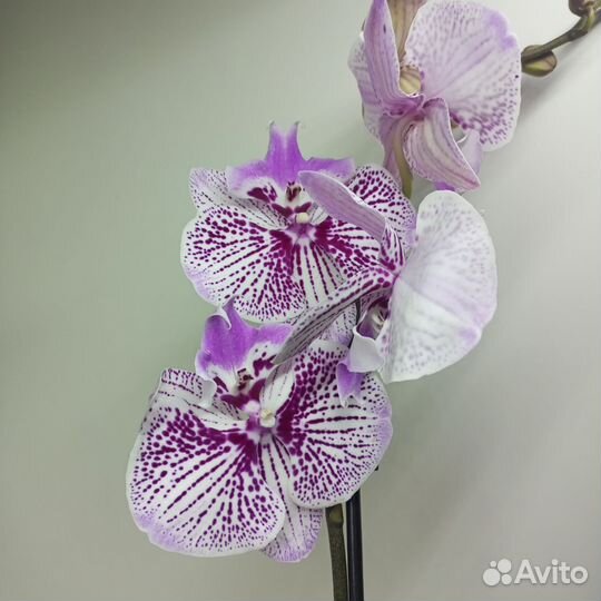 Сортовые орхидеи