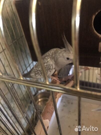 Попугаи кореллы пара