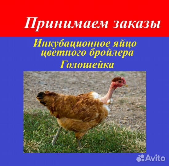 Яйцо цветного бройлера Голошейки(французской)