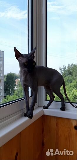 Канадский сфинкс котенок