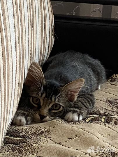 Отдам кота в добрые руки