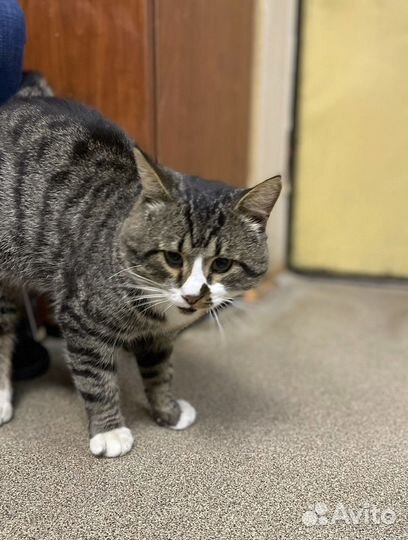 Харизматичный кот Василий