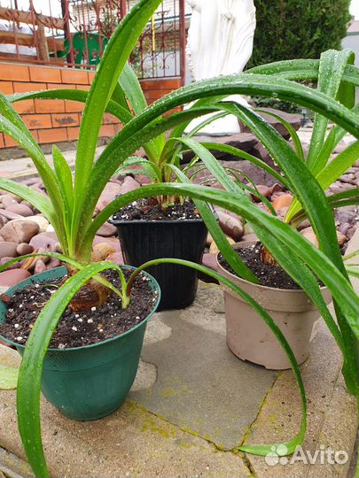 Гиппеаструм