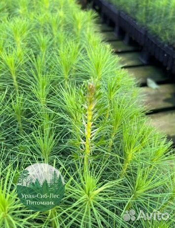 Зкс и окс Сосна Ель Лиственница сеянцы Голуб горн