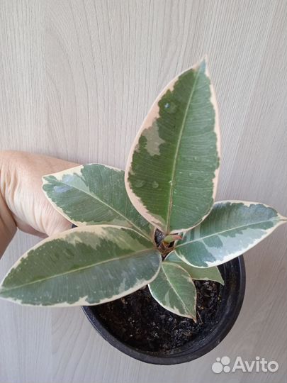 Спатифиллум Домино,фикус Тинеке