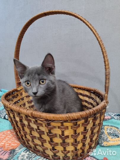 Котенок мальчик