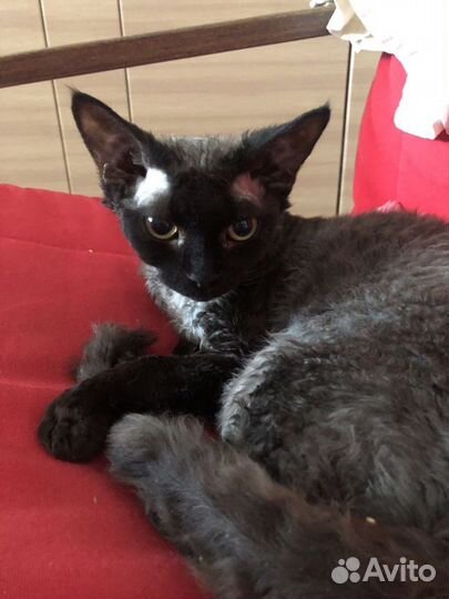 Котята девон рекс