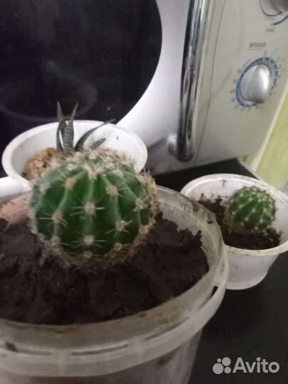 Кактус