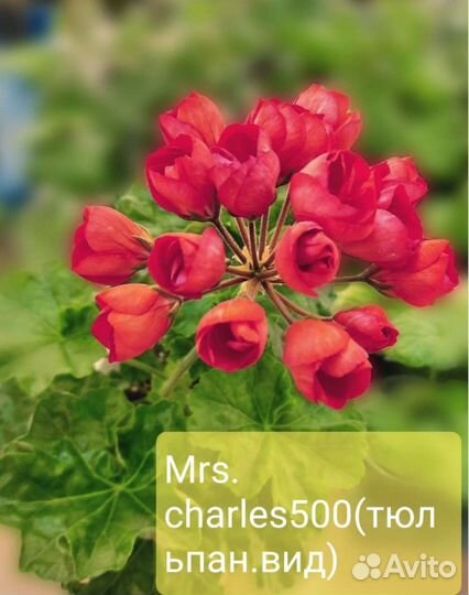 Пеларгония герань