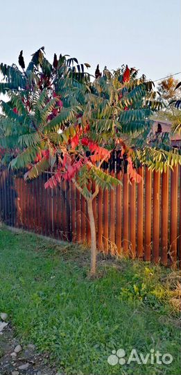 Сумах декоративный