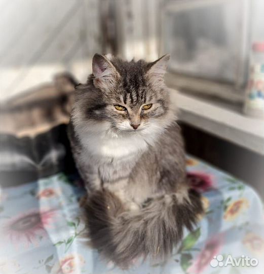 Котята - братик и сестричка брошены на улице