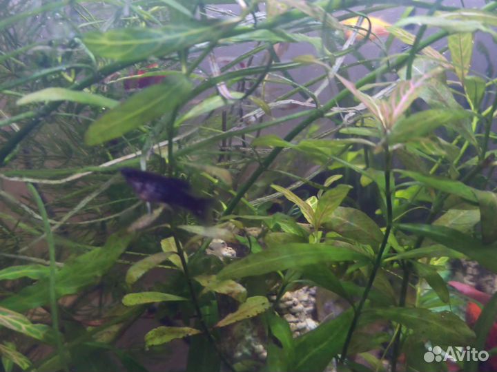 Аквариумные рыбки