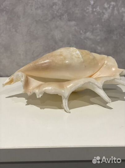 Морские ракушки раковины