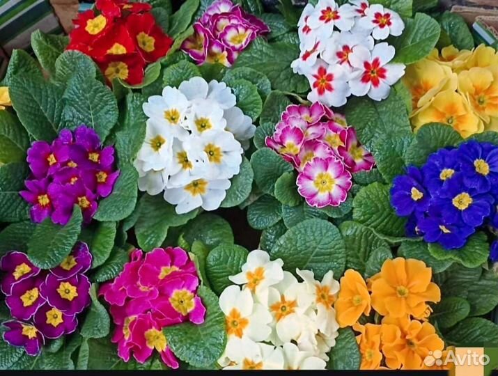 Цветы уличные