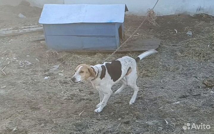 Продается собака