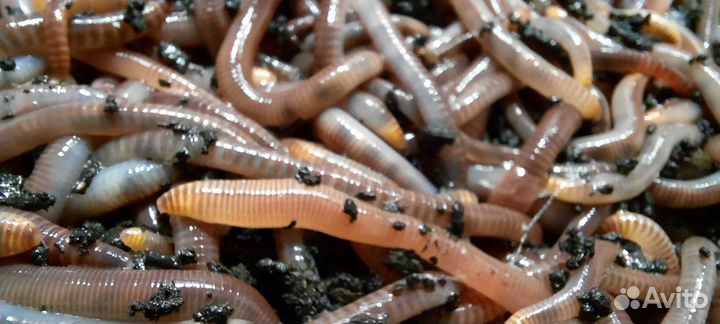 Червь для рыбалки 