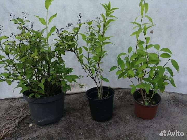 Саженцы Спирея Вангутта,Дейция,Рябина