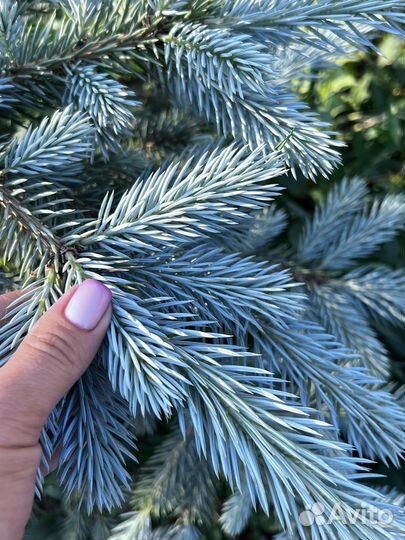 Голубые(сизые) ели