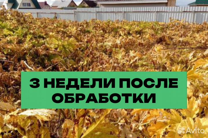 Уничтожение борщевика, клещей, комаров на участке