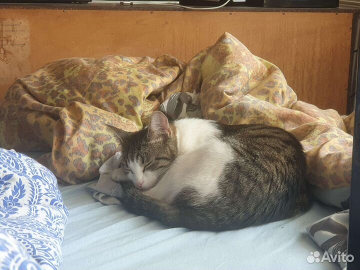 Кошка в дар бесплатно