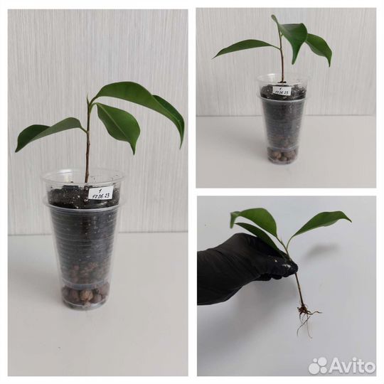 Фикус микрокарпа гинсенг (женьшень) - бонсай