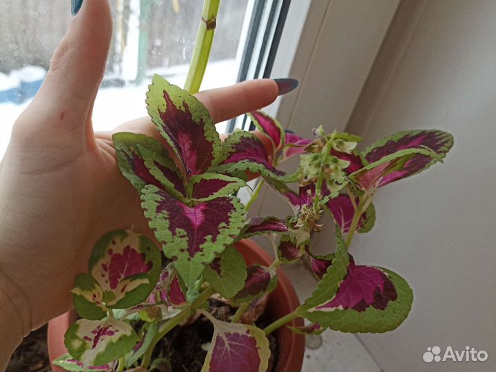 Комнатные цветы