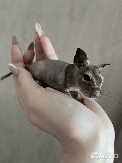 Дегу девочки