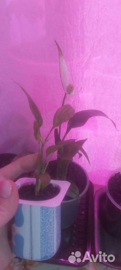 Спатифиллум шопен