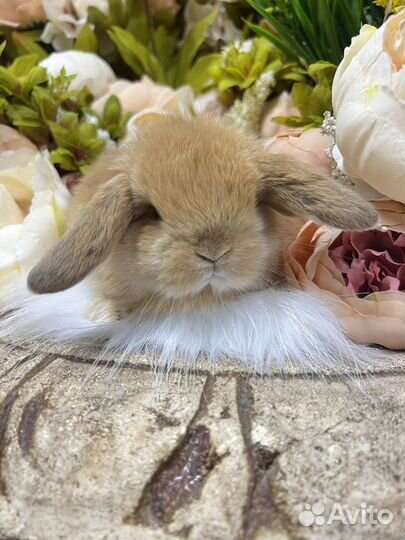 Кролики сиамские