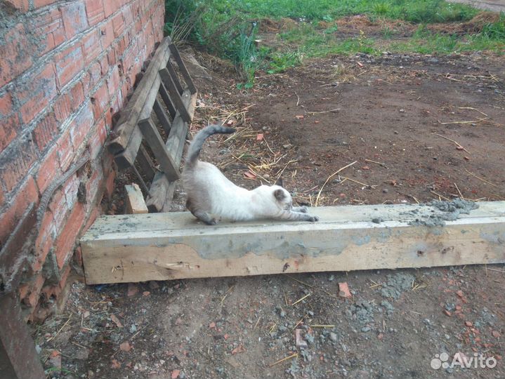 Кошка