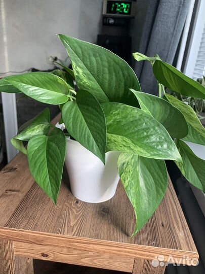 Сциндапсус