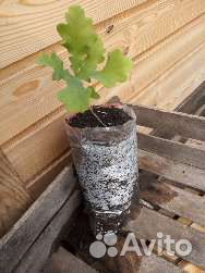 Дуб, саженец