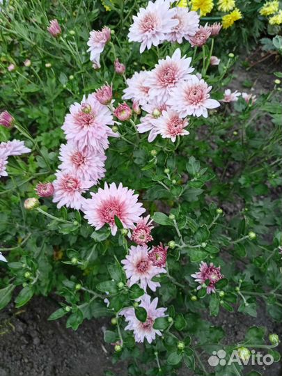 Хризантема