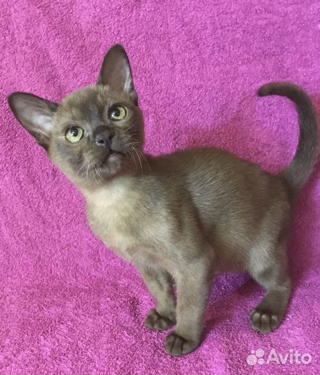 Европейская Бурма - девочка