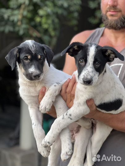 Две девочки Пандочки ищут дом