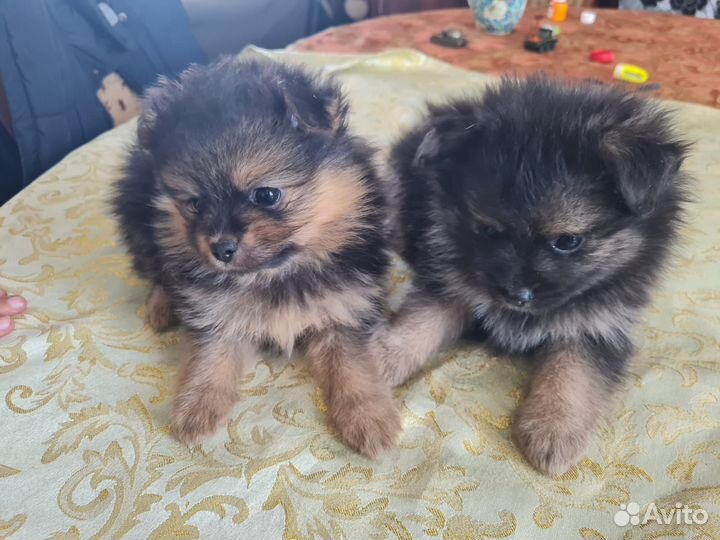 Щенки шпица