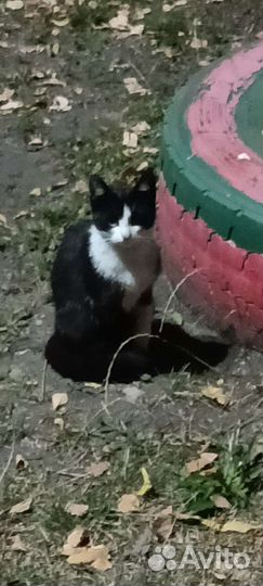 Кошечка 4 месяца в добрые руки