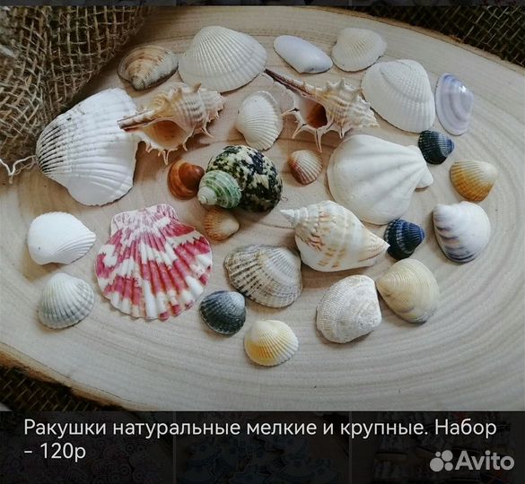 Набор ракушек натуральных